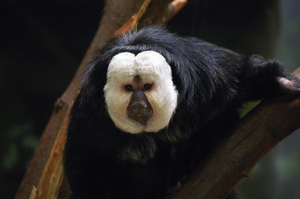 Необычные животные. Белолицый саки | Нажмите, для просмотра в полном размере...