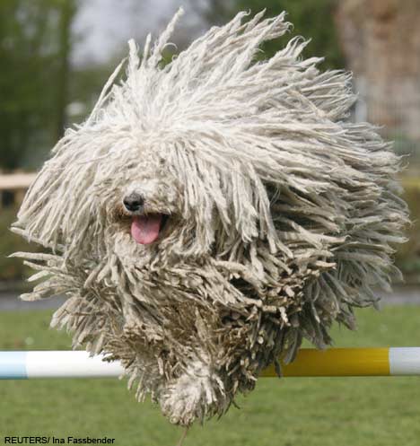 Комондор (Komondor Dog) | Нажмите, для просмотра в полном размере...