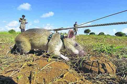 Крысы-сапёры | Нажмите, для просмотра в полном размере...